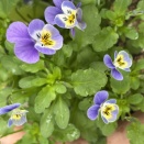 バラの蕾とお花たち