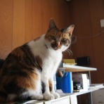 空と猫