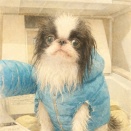 ドライヤーとぷぅ