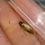 続・こっそり砂の刃