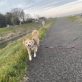 里親募集中　10キロ　メス　8歳くらい