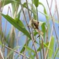 思い出の鳥たち（１８１）