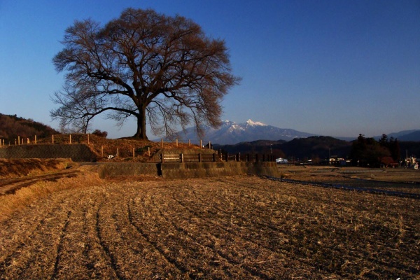 わに塚の桜 四季 ２０２１ 地元発信 11 2 わに塚の桜