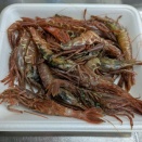 馬勝った、牛負けた