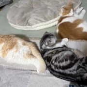 ネネがいないと思っていたら・・・