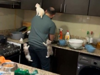 「むしろ天国…」子猫たちにエサをあげるのに2分遅れたとき