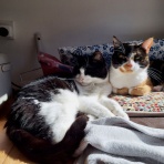 英国つれづれ日記