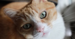 換気タイムが好きな猫。
