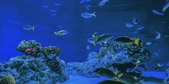 【恋愛】2回目のデートを提案して、もっと親しくなりたい。水族館みたいな定番スポットに行きたい…