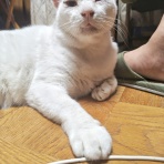 うちのとらまる
