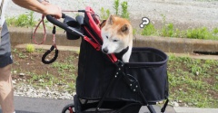 シニア犬貫太、初めてのカート通院（動画あり）
