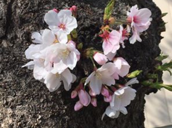 ブログ閉鎖のお知らせ