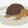 ウミガメの赤ちゃん、高速道路の巨大照明で海の方向が分からなくなる　米ジョージア州