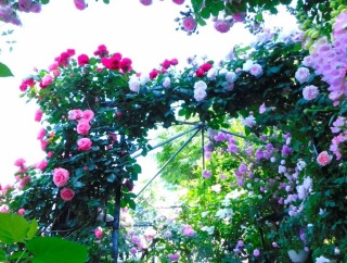 薔薇友さんのお庭