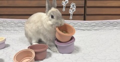 うさぎのルリ(4/23追記)