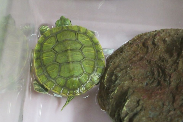 命と絵画と音楽と 進化論