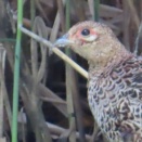 キジの砂浴びを撮る🐦📸（多々良沼公園）