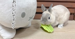 うさぎのルリ(8/2追記)