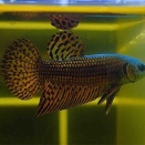 9月16日(水)熱帯魚入荷情報🐟