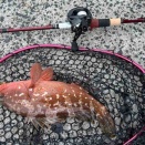 激流から高級魚を取り込む