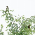 2026年7月12日の野鳥公園