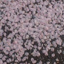 ☆★「歌わない」ことも政治的行為ではない、でよいですね？