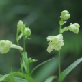 ウチョウラン　初花　緑花交配