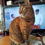 うちのとらまる