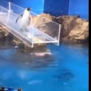 慌てっぷりが面白くてつい笑ってしまう、滑るペンギン