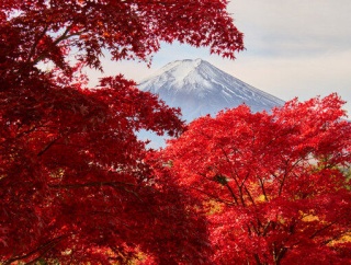 海外「11月後半がベストか？」2026年日本の紅葉・黄葉予想を見た海外の反応
