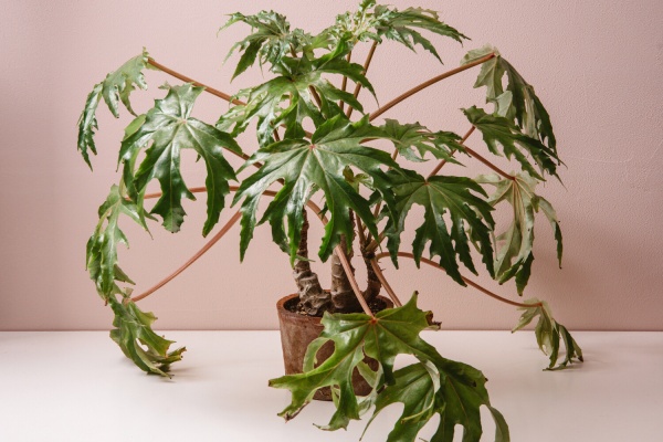 【さらにお値下げしました】ベゴニア百科 Begonia club・ベゴニアクラブ ベゴニア販売 – Begonia Club