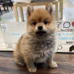 ペットショップワンラブ フレスポ御所野店のスタッフブログ