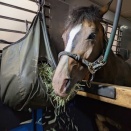 愛馬コンフィ、富士宮へ