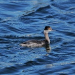 カメラ大好きおやじの野鳥と自然風景フォトアルバム