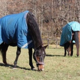 『残りの草』の画像