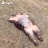 『瀕死のサルを救助搬送　　？』の画像