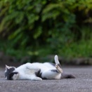 こてんっ。