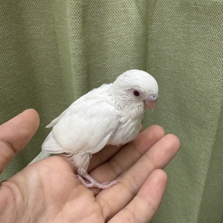 小動物専門店NATURE'S