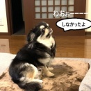 遠吠えするのかとΣ('◇'*)ｴｪｯ!?