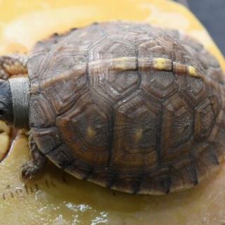 ペットショップふじやのブログ