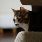 ねことアパートと1人暮らし～とらやんとおらと～