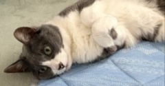 14歳になっても2歳の猫と激しいじゃれ合い