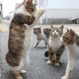 【猫】もう当たる気しかしない！宝くじを２２億円当てた猫ちゃんのお祈り（画像あり）