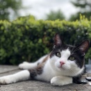 彼氏「結婚してやってもいいけど、そしたら働けよ？家畜飼う気無いから」私「もし共働きで結婚するとして、赤ちゃんできたらどうするの？」彼氏「仕事辞めるなら子供いらないよ」