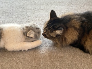 【猫写真】リアル猫ぬいぐるみと対面したマロちゃん