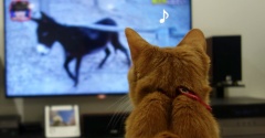 猫とテレビ見た♪