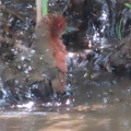 野鳥ヒクイナの水浴び＆羽繕いを撮る🐦（多々良沼公園）