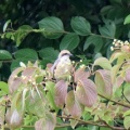 令和6(2024)年7月9日の鳥さん Vol.2　矢切で野鳥の観察･撮影 元気に餌を強請るモズの幼鳥の登場!!