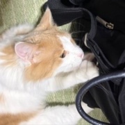 猫が噛んだもので一番高かったものは何？