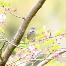 葉桜のウグイス